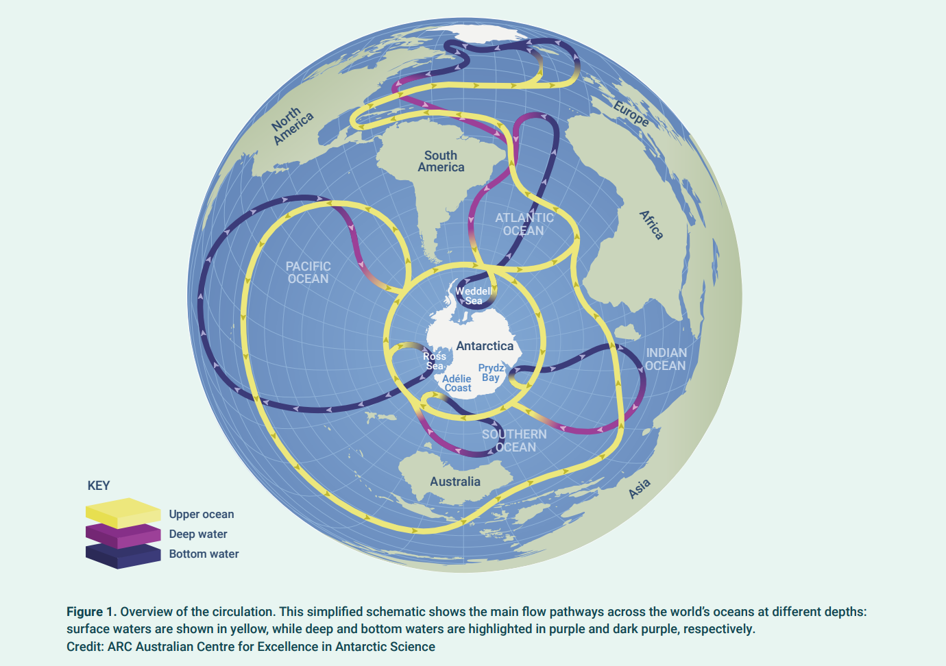 Overview of the circulation. This simplified schematic shows the main flow pathways across the world’s oceans at different depths: 
surface waters are shown in yellow, while deep and bottom waters are highlighted in purple and dark purple, respectively. Credit: ARC Australian Centre for Excellence in Antarctic Science