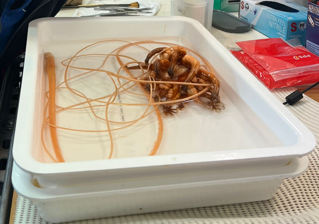 The ‘Demogorgon’ – an Umbellula sp. sitting in sampling tray waiting to be processed for DNA sampling and preservation for museum storage. Image credit: K. Prata.