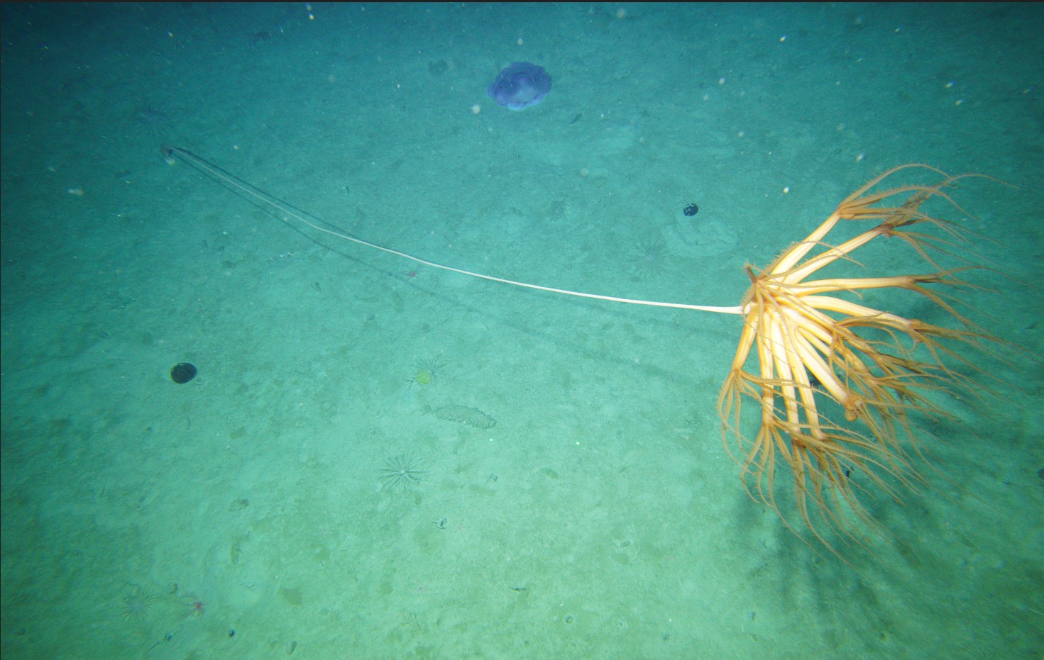 Umbellula sp. getting pulled by a current on the Antarctic seafloor in the Dibble glacier region captured on RV Investigator’s deep towed camera system. An octopus in the background. Image credit: CSIRO.