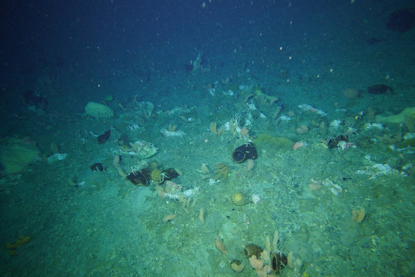 A biodiverse Antarctic seafloor image Dibble Region. There are dark coloured sponges, orange bottle brush like soft coral, bright pink hydrocorals. Crinoids and sea urchins also hide amongst the other animals. Image credit: CSIRO.