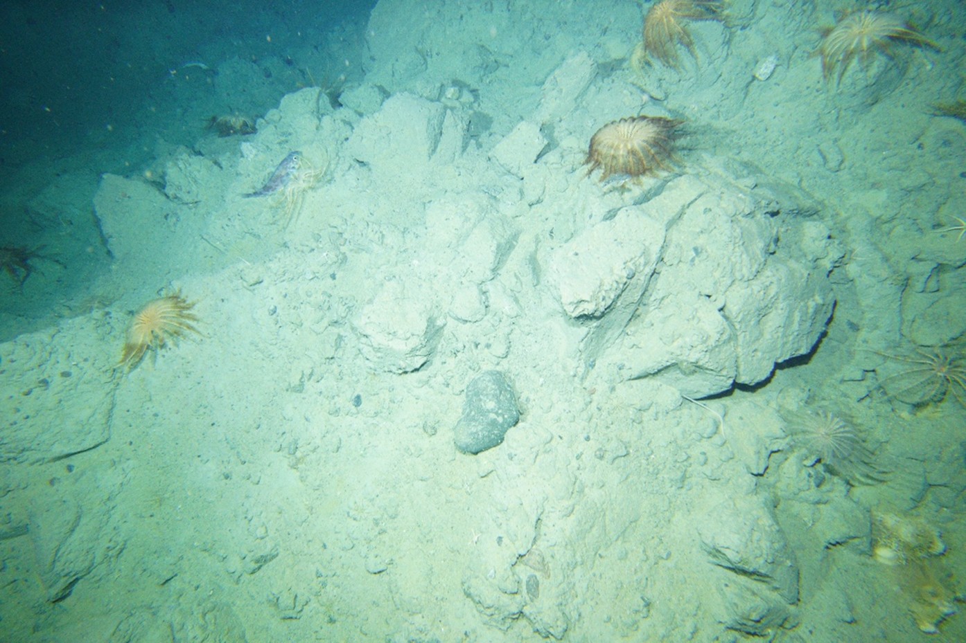 Crinoids clinging to the sediment of an area scoured by a passing iceberg. Image credit: CSIRO.
