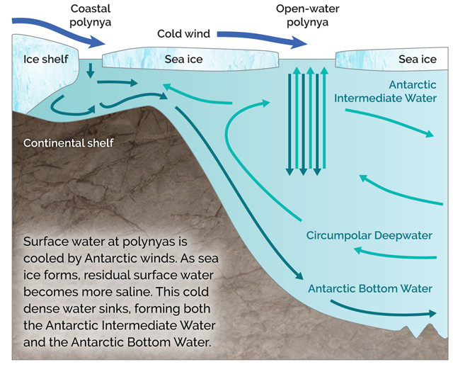 Figure 3: Schematic of AIS and AABW formation along parts of the Antarctic coast. Figure from: https://www.earthmagazine.org/article/disrupting-deep-ocean-warming-reaches-abyss/