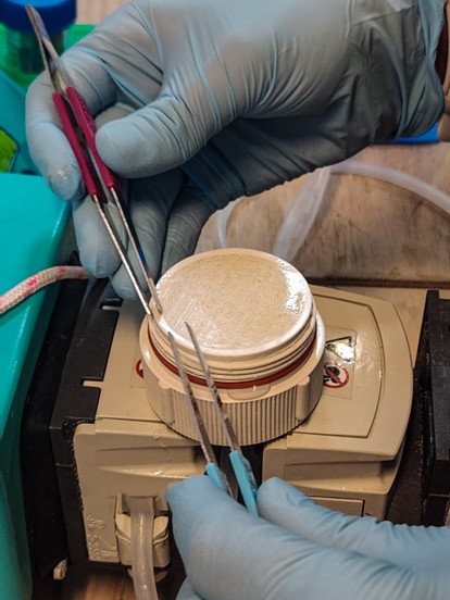 Filtering seawater results in a ‘tinge’ of colour (concentration of microbes) on the filterpaper, to be analysed later and identified under a microscope. Image credit: A. Focardi.