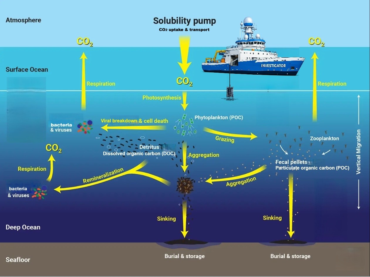 Original from NOAA modified by J.Lalime. Original source: https://globalocean.noaa.gov/the-ocean/ocean-carbon-biogeochemistry/