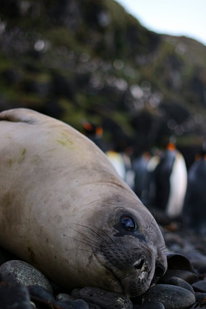 A juvenile elephant seal on Marion Island with penguins in the background. Image credit: David Green.