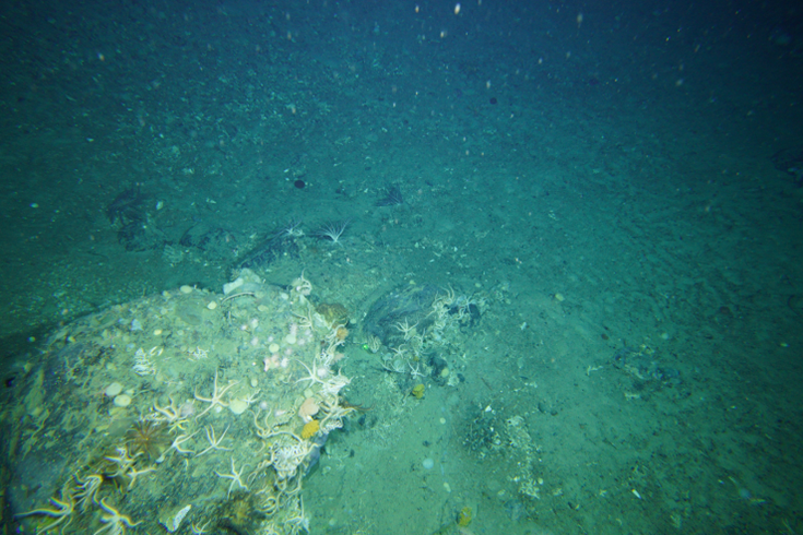 Biodiversity on a large dropstone. Image credit: CSIRO.