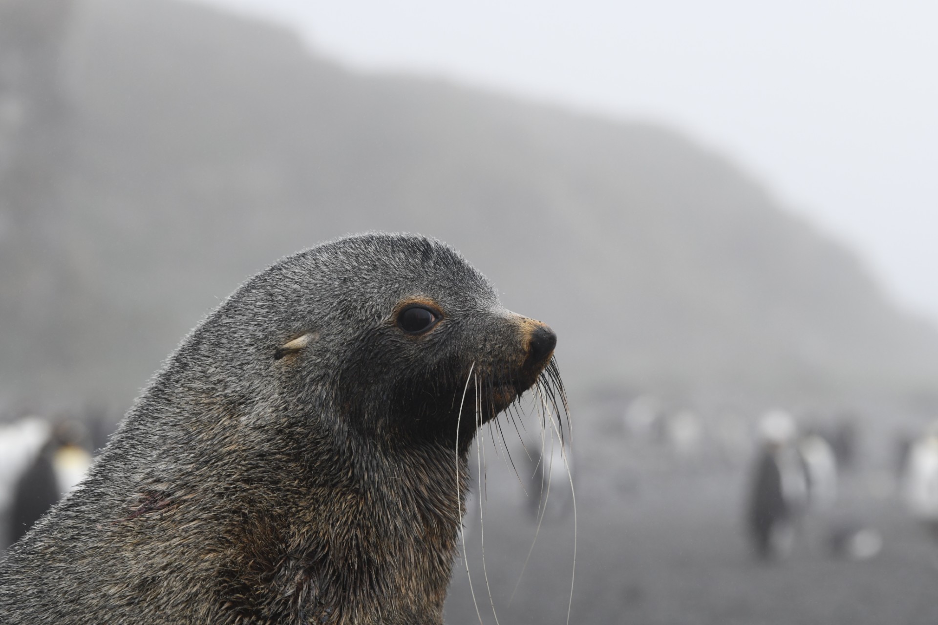 Antarctic fur seal pups. Credit: Augustin Clessin.