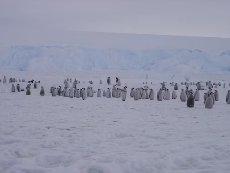 Emperor penguin chicks at Cape Crozier. Mary-Anne Lea