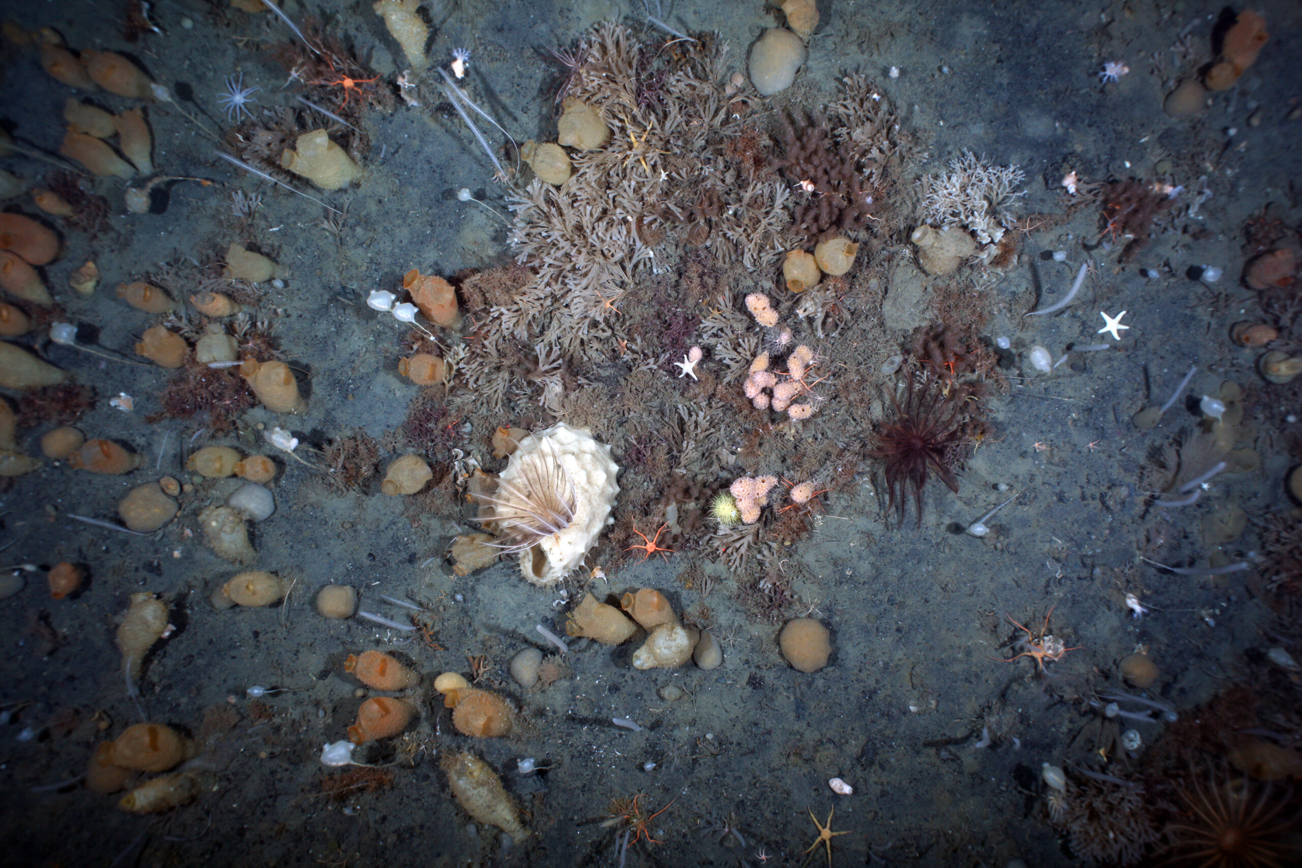 The Antarctic continental shelf supports rich and colourful seafloor communities. Sponges, stalked ascidians, corals, bryozoans and echinoderms live side by side, many filtering food from the water column and forming complex habitat for other marine life. Depth: 190m, location: Antarctic Peninsula. Credit: Dieter Piepenburg, Alfred Wegener Institute