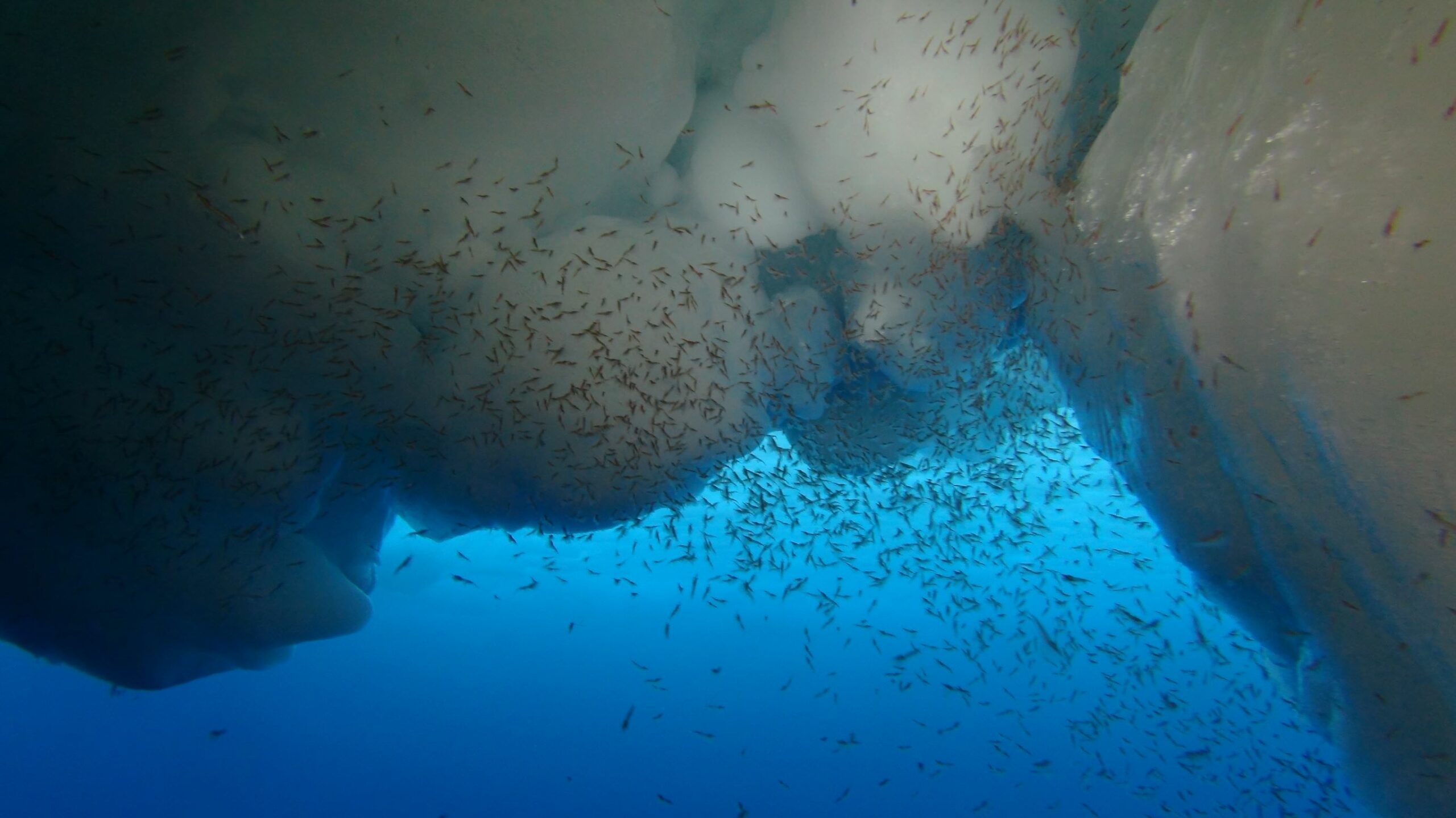 A swarm of juvenile Antarctic krill seeks refuge beneath the sea ice. Credit: Ulrich Freier, Alfred Wegener Institute