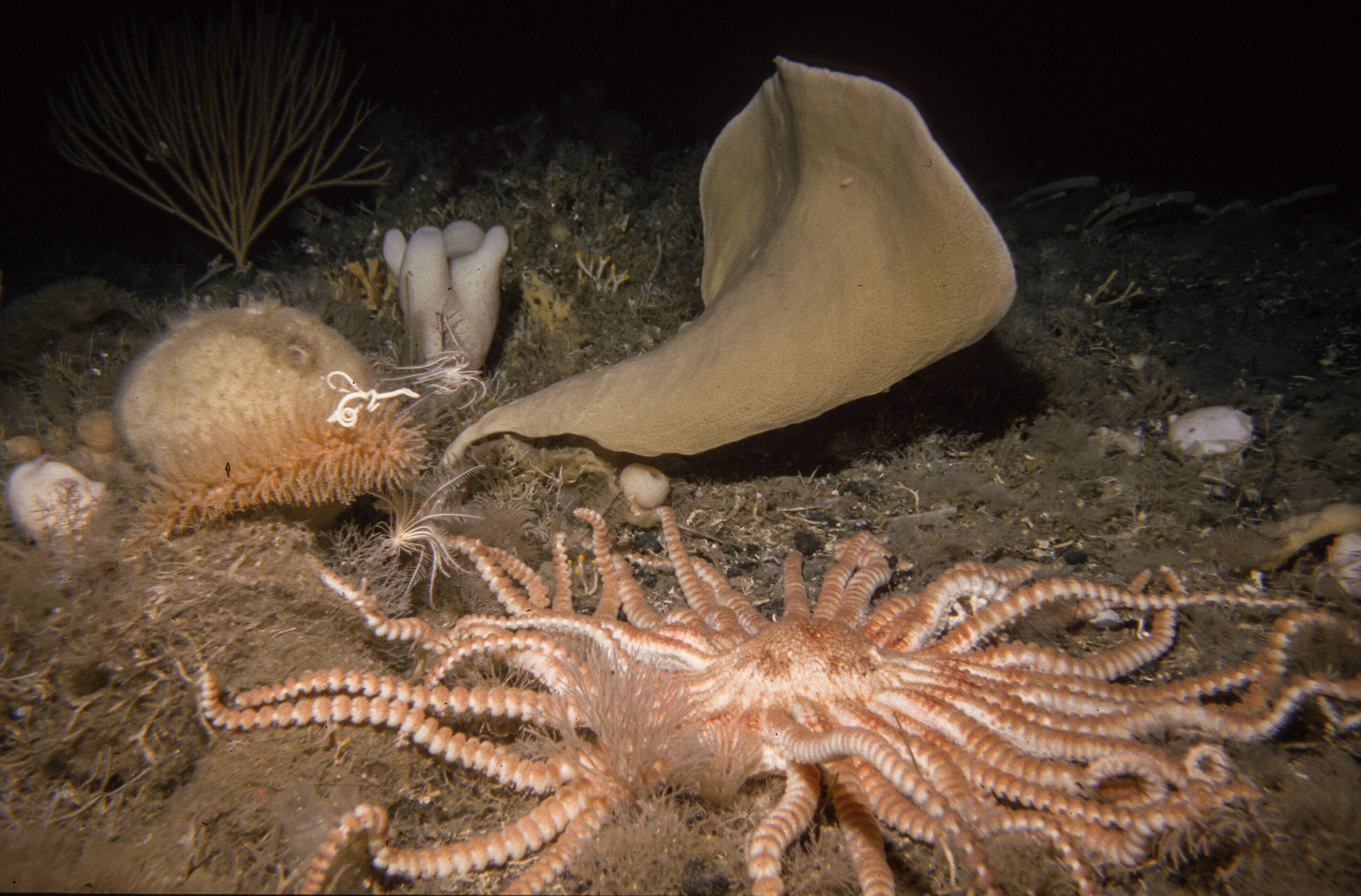 The giant ‘Antarctic death star’ (Labidiaster annulatus) is a formidable predator. More than half a metre wide and armed with up to 50 limbs, it is one of the most voracious hunters of the Southern Ocean seafloor. Depth: 245m, location: Weddell Sea. Credit: Julian Gutt, Alfred Wegener Institute
