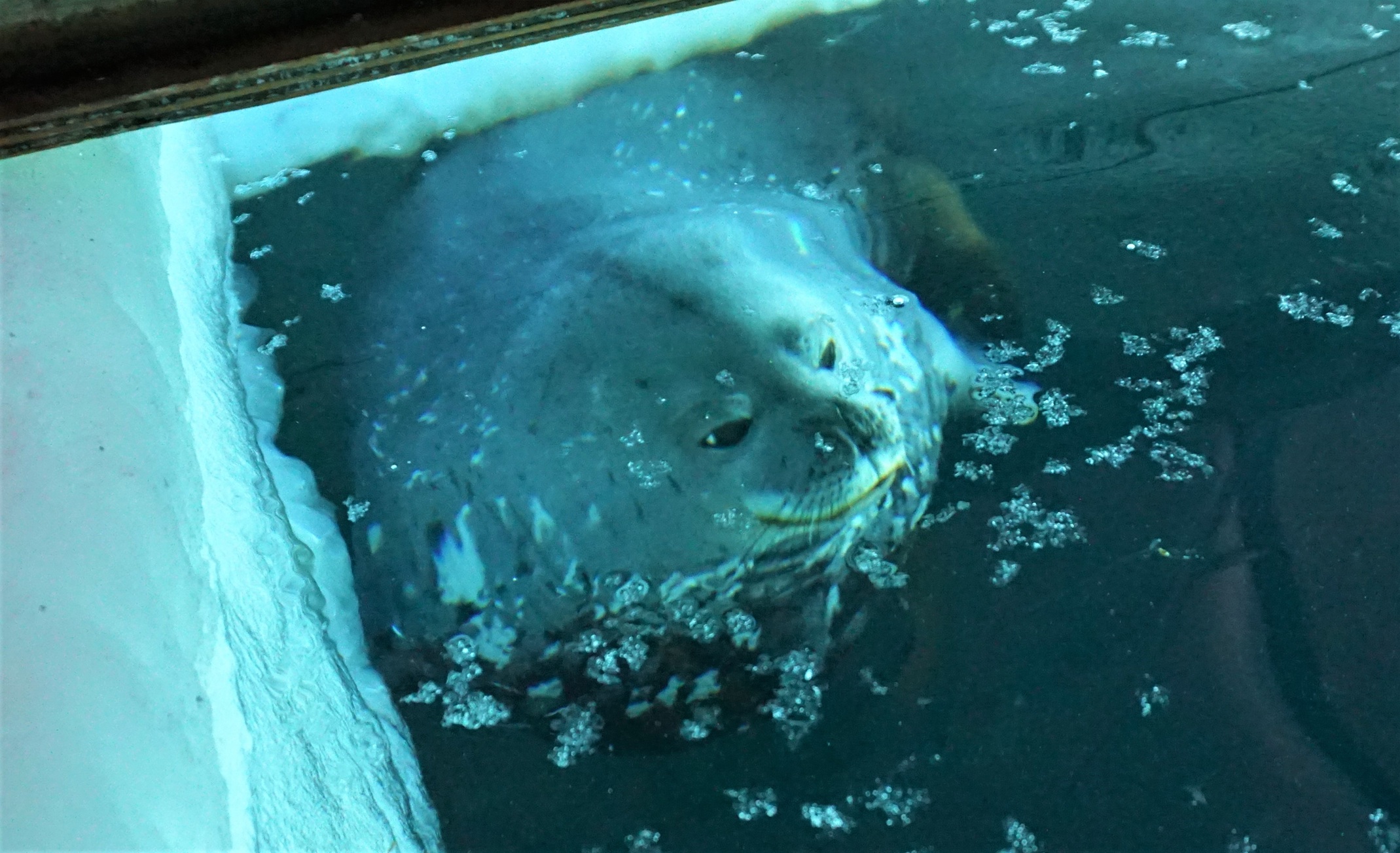 A curious Weddell seal surfaces in an access hole cut by scientists to deploy a remotely operated vehicle (ROV) beneath the Antarctic sea ice. Credit: Emiliano Cimoli IMAS