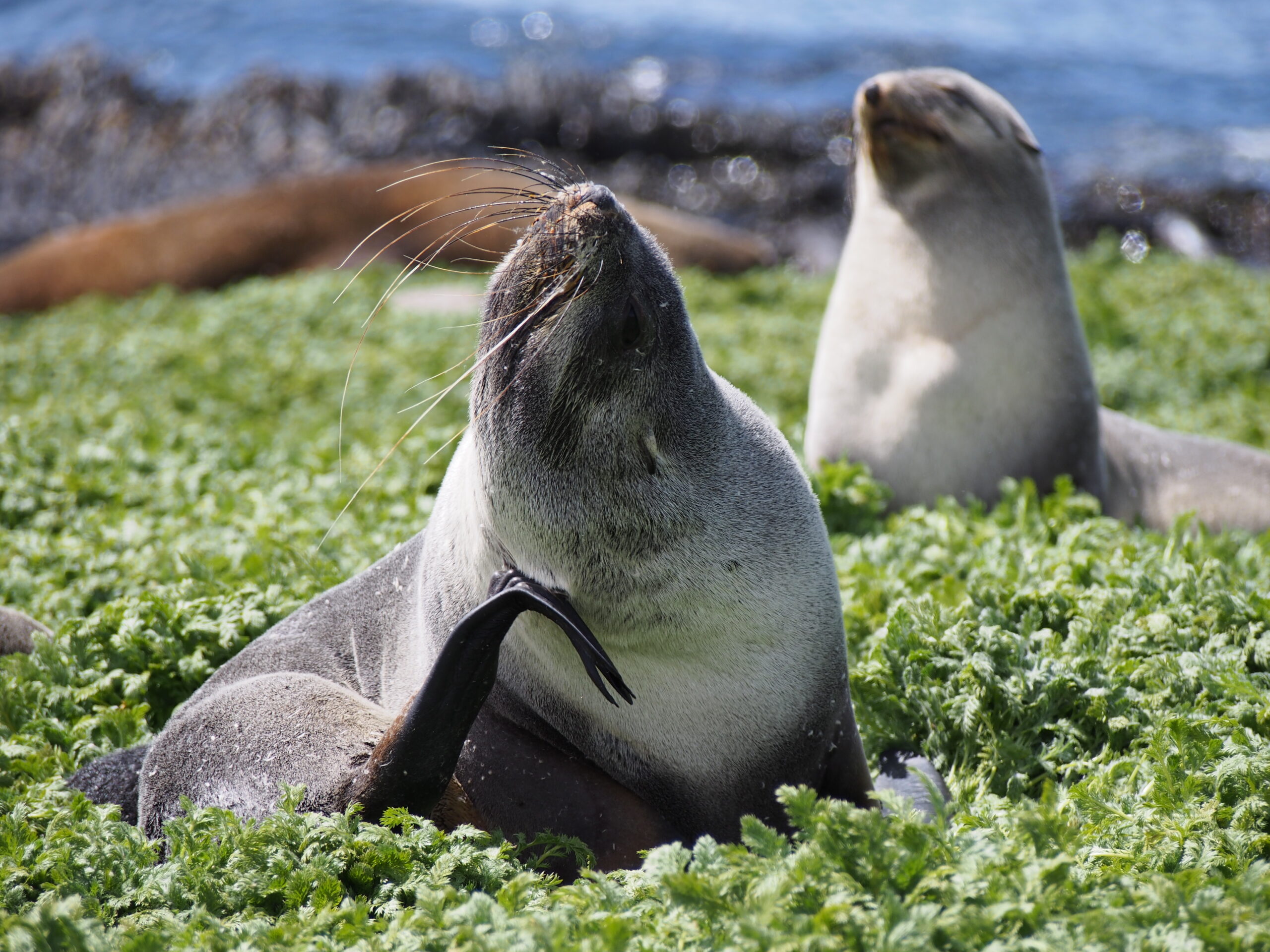 An adult female Antarctic fur seal from the Kerguelen Islands. The long whiskers (also called vibrissae) are clearly visible. Antarctic fur seals possess some of the longest vibrissae among pinnipeds, which can be used to reconstruct individual ecology. Credit: Mary-Anne Lea.