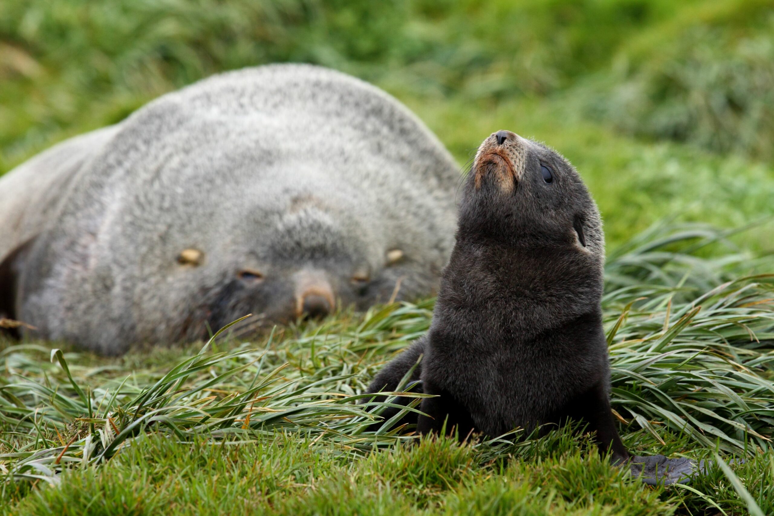 An Antarctic fur seal pup next to an adult Antarctic fur seal on Marion Island. Understanding individual preferences in foraging strategies may be key to future conservation strategies. Credit: Chris Oosthuizen.