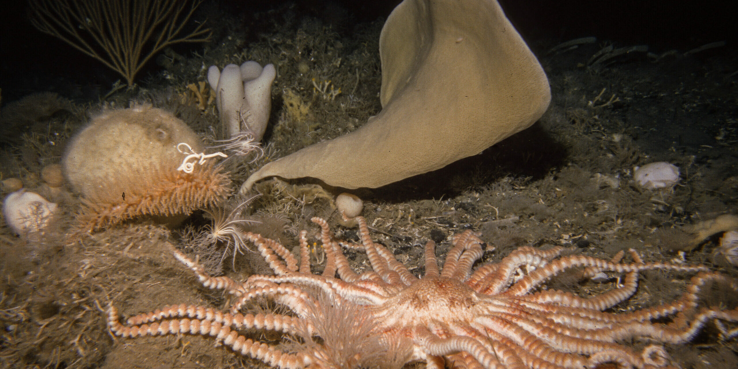 The giant ‘Antarctic death star’ (Labidiaster annulatus) is a formidable predator. More than half a metre wide and armed with up to 50 limbs, it is one of the most voracious hunters of the Southern Ocean seafloor. Depth: 245m, location: Weddell Sea. Credit: Julian Gutt, Alfred Wegener Institute