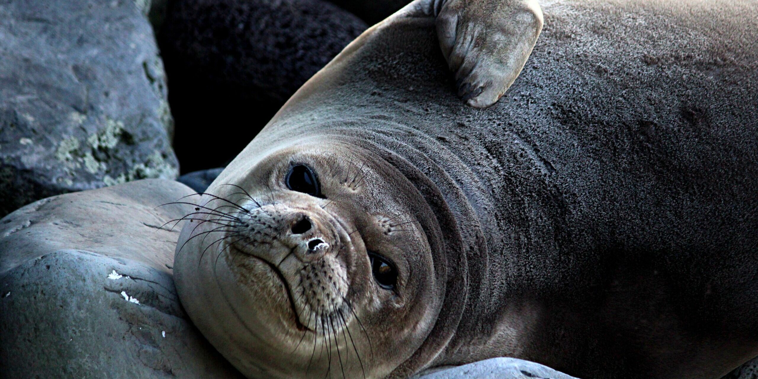 A juvenile elephant seal on Marion Island.  Image credit: David Green.